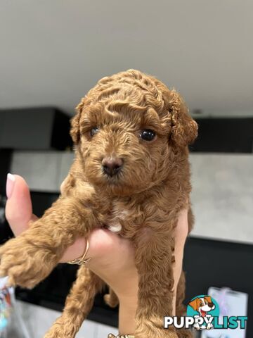 Purebred toy poodle puppies