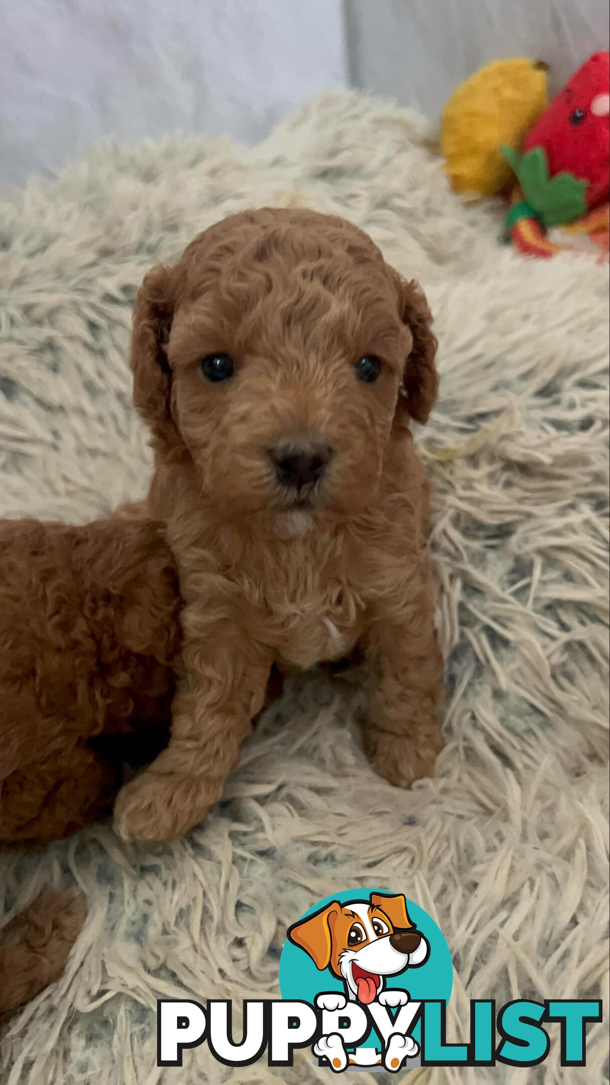 Purebred toy poodle puppies