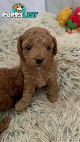 Purebred toy poodle puppies