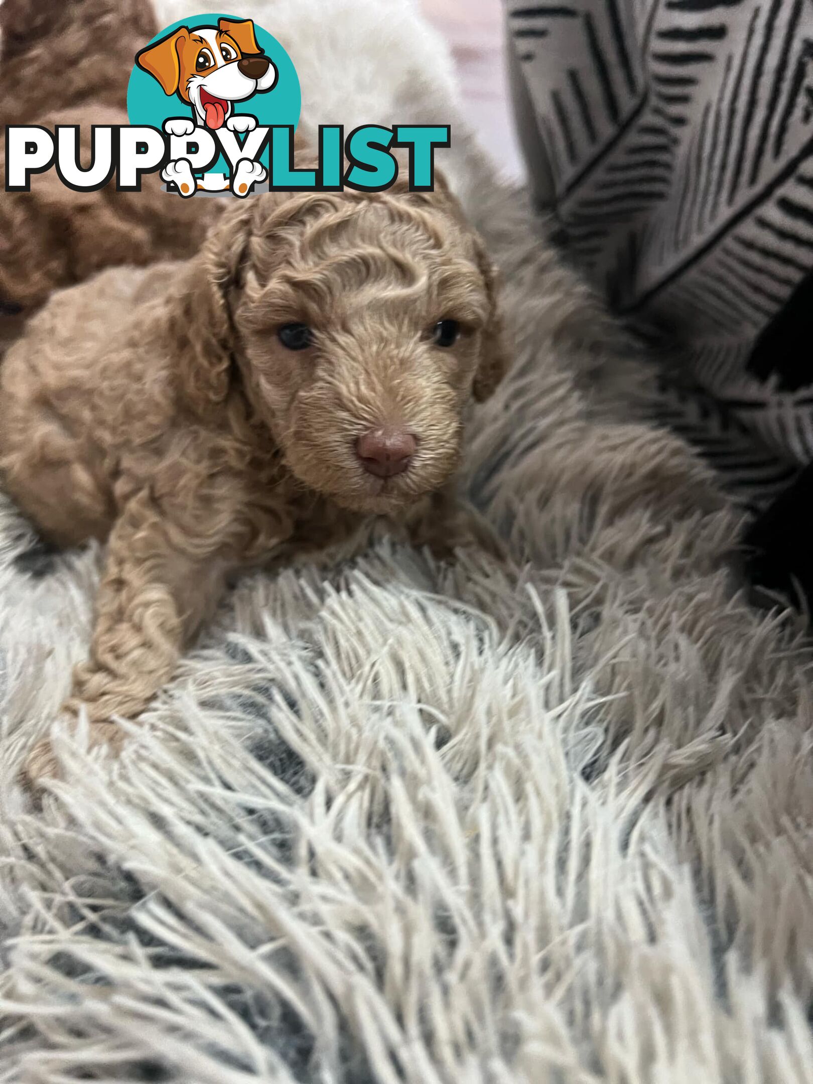 Purebred toy poodle puppies