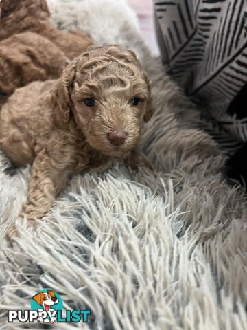 Purebred toy poodle puppies