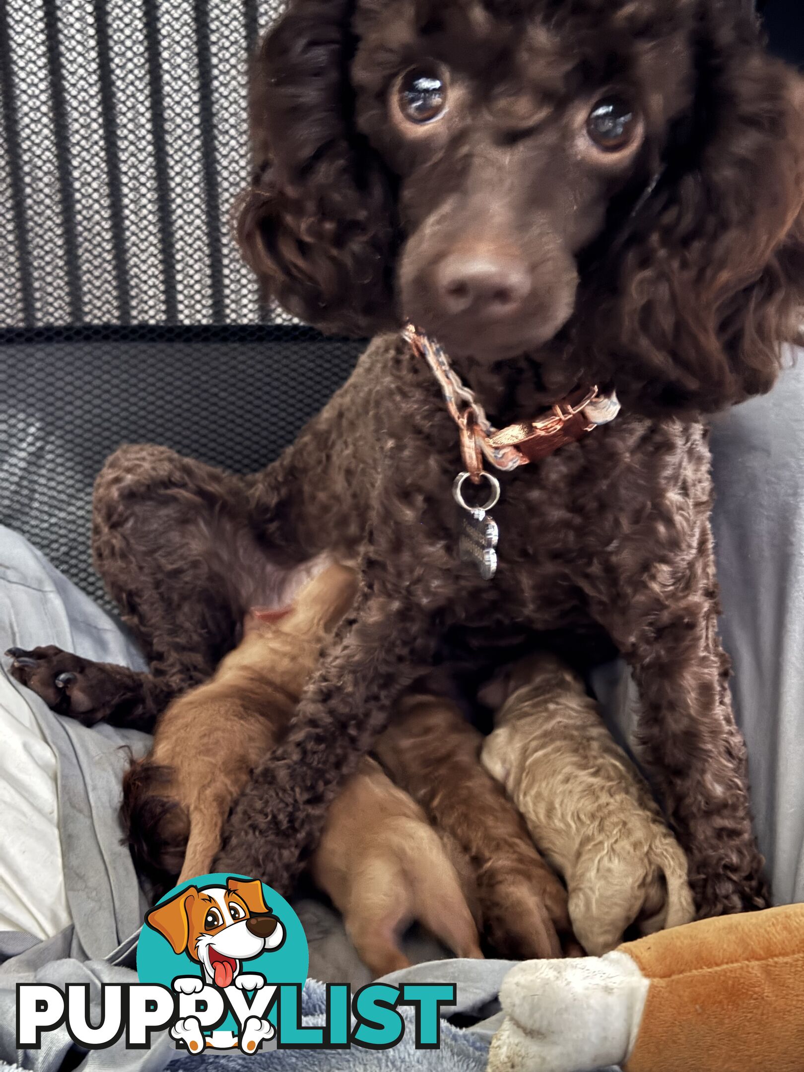 Purebred toy poodle puppies