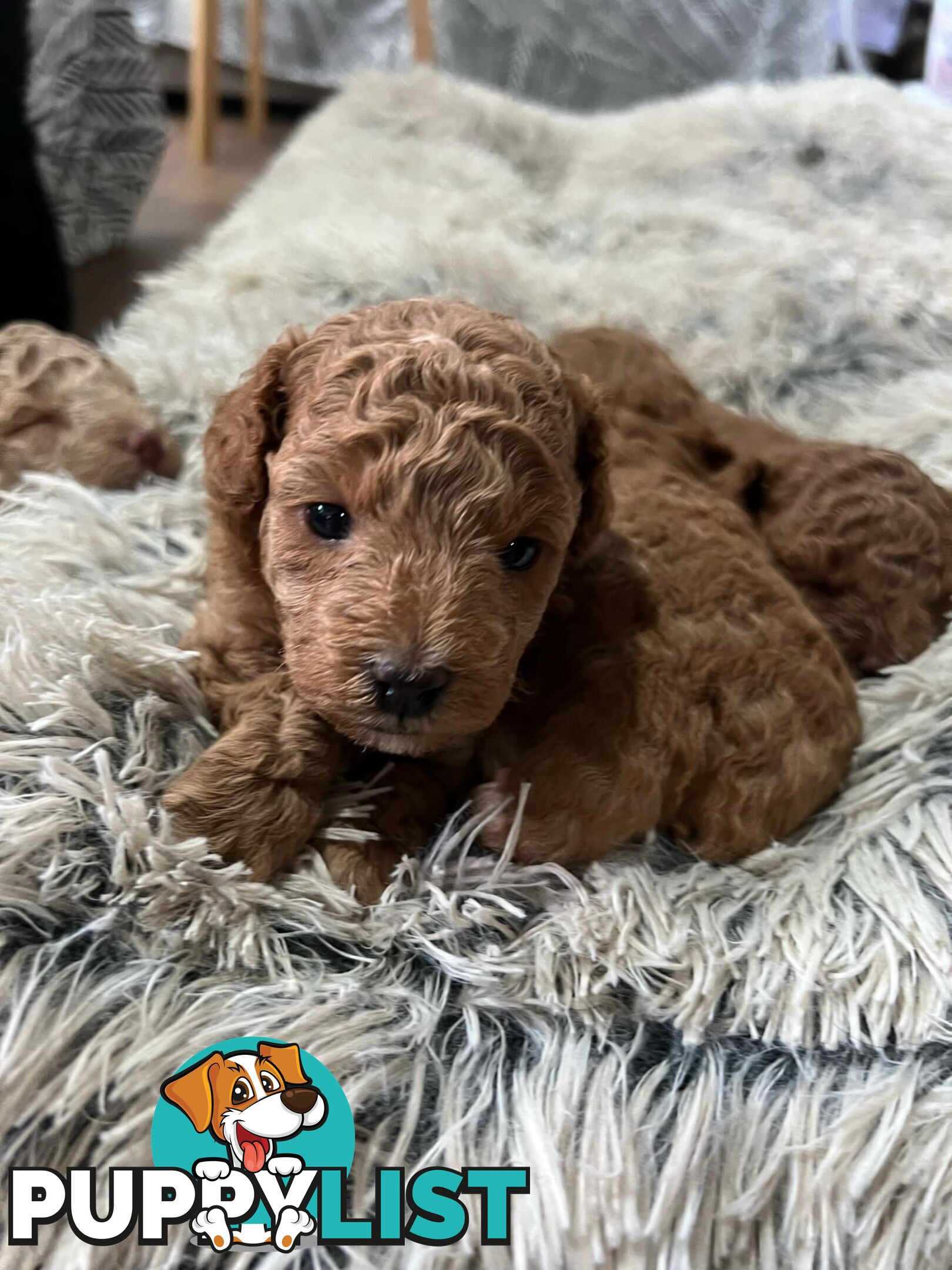 Purebred toy poodle puppies