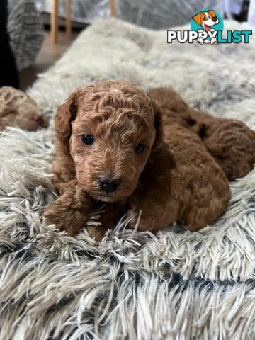Purebred toy poodle puppies