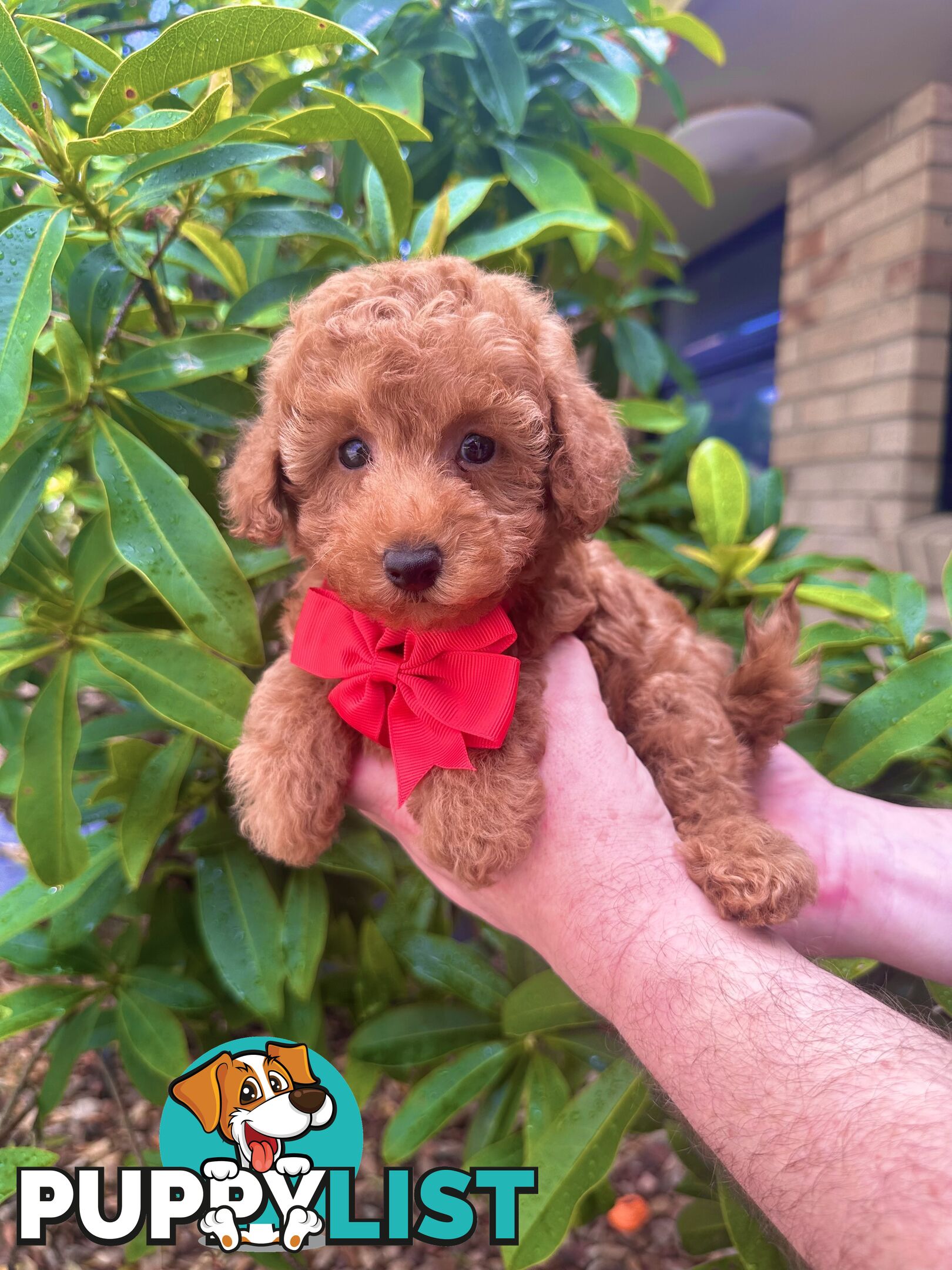 Toy Poodle Pups QLD- True Toy Size Teddy Bears