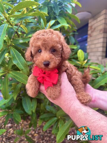 Toy Poodle Pups QLD- True Toy Size Teddy Bears