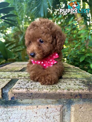 Toy Poodle Girl Pup QLD- True Toy Size Teddy Bear