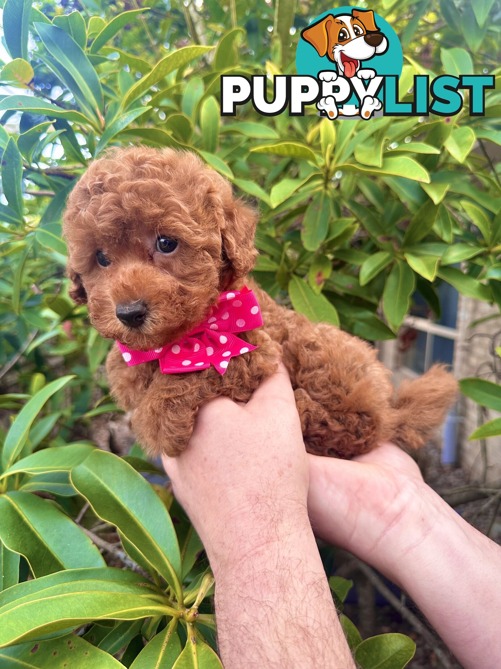 Toy Poodle Pups QLD- True Toy Size Teddy Bears