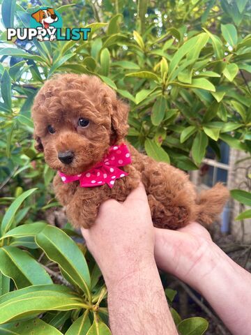 Toy Poodle Pups QLD- True Toy Size Teddy Bears