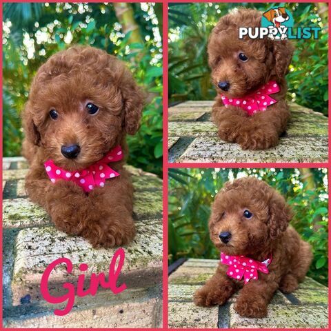 Toy Poodle Girl Pup QLD- True Toy Size Teddy Bear