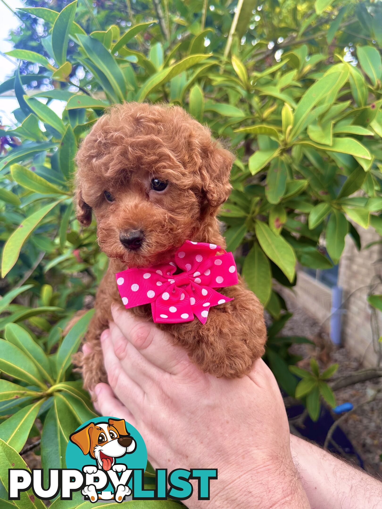 Toy Poodle Pups QLD- True Toy Size Teddy Bears