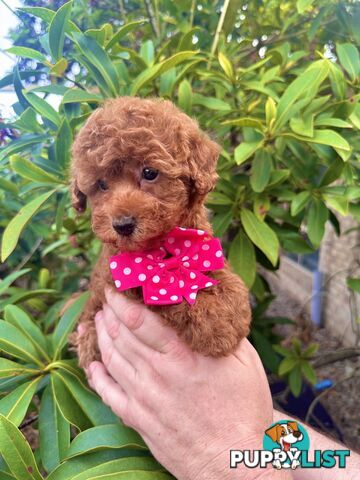 Toy Poodle Pups QLD- True Toy Size Teddy Bears