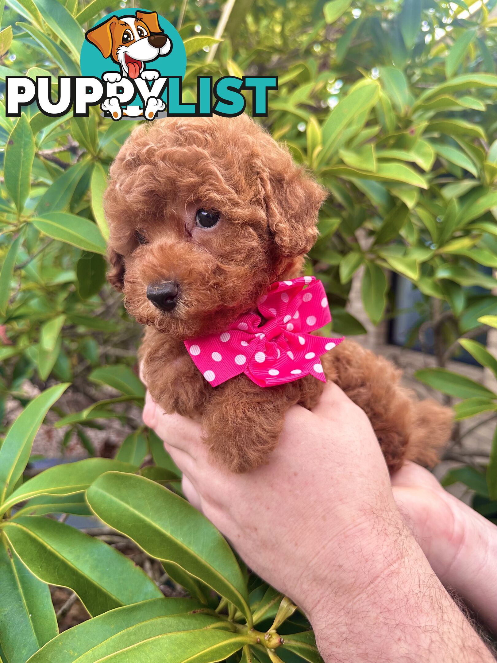 Toy Poodle Pups QLD- True Toy Size Teddy Bears