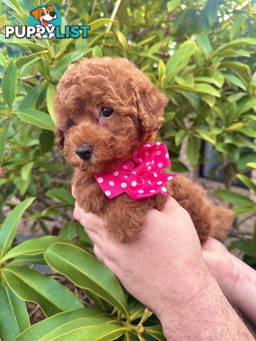 Toy Poodle Pups QLD- True Toy Size Teddy Bears