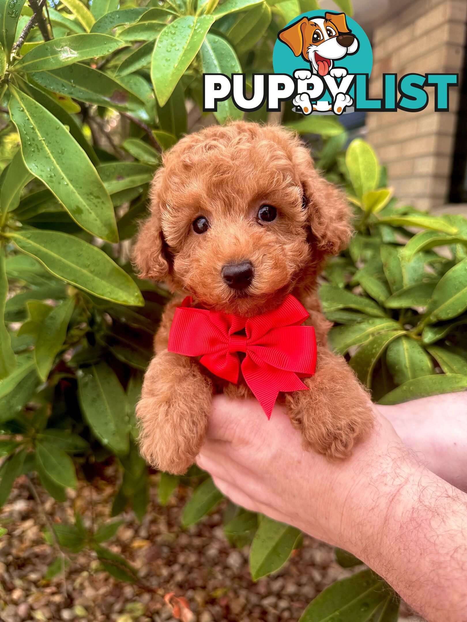 Toy Poodle Pups QLD- True Toy Size Teddy Bears