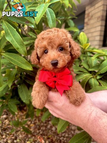 Toy Poodle Pups QLD- True Toy Size Teddy Bears