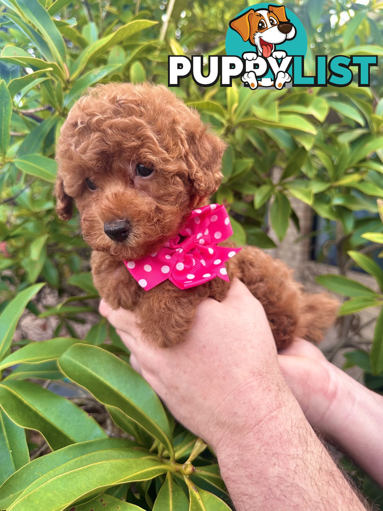 Toy Poodle Pups QLD- True Toy Size Teddy Bears