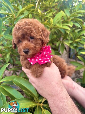 Toy Poodle Pups QLD- True Toy Size Teddy Bears