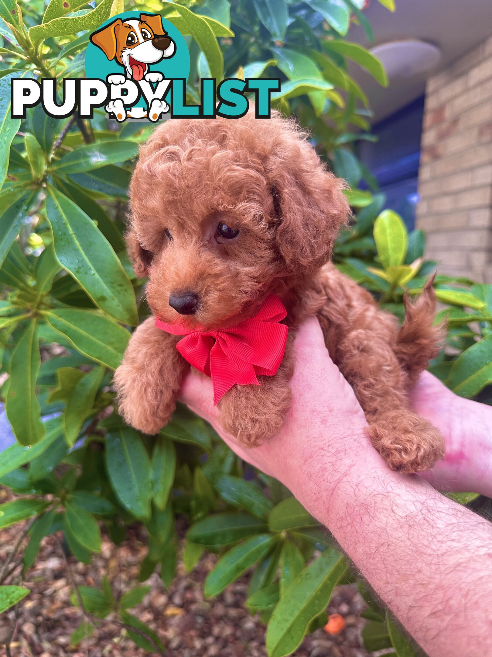 Toy Poodle Pups QLD- True Toy Size Teddy Bears