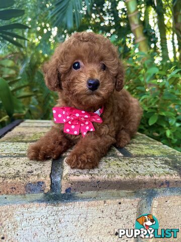 Toy Poodle Girl Pup QLD- True Toy Size Teddy Bear