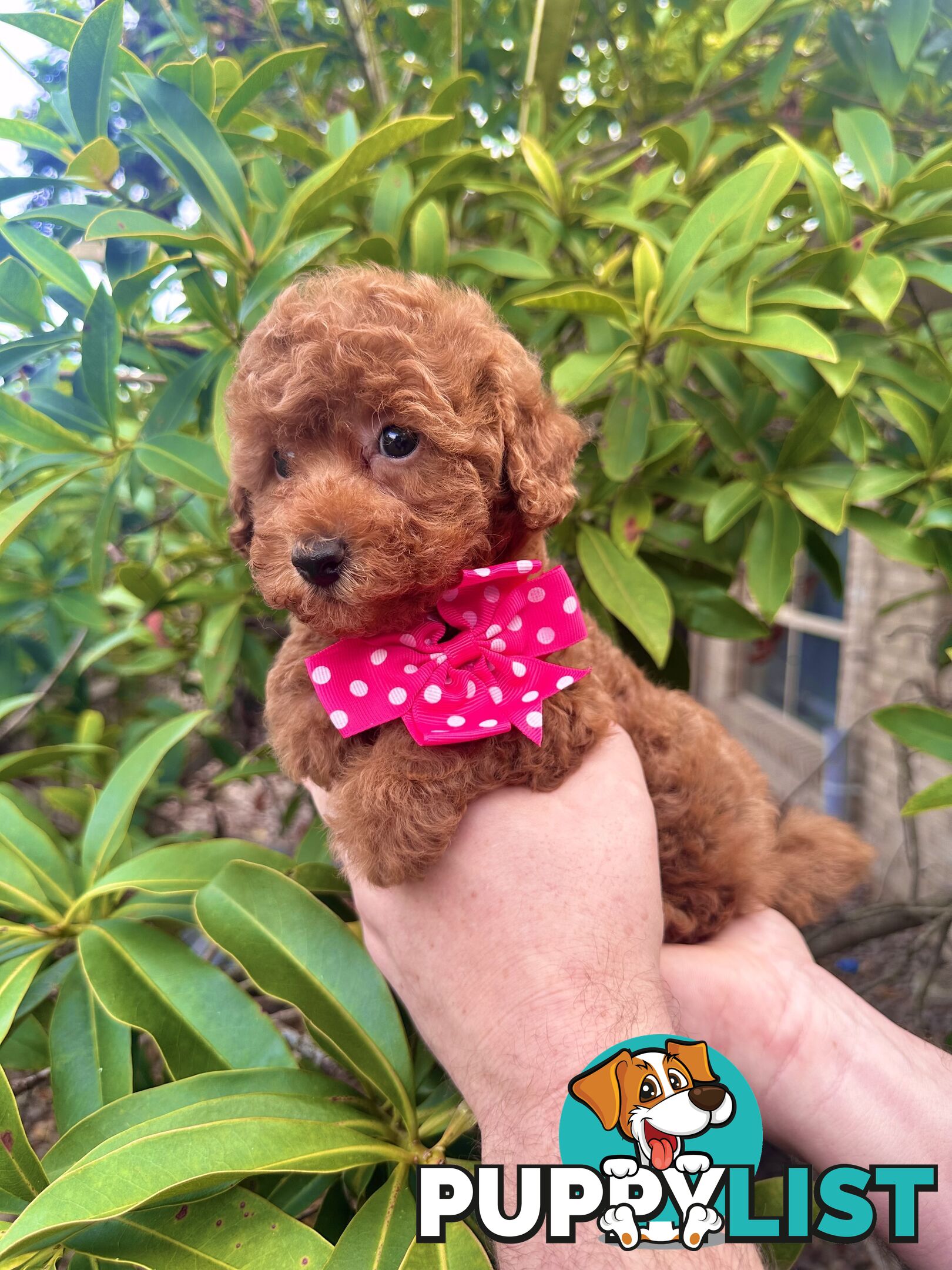 Toy Poodle Pups QLD- True Toy Size Teddy Bears