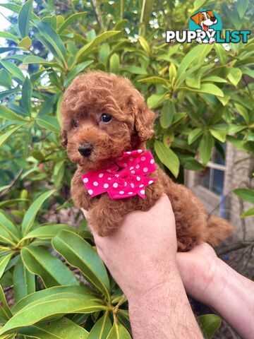 Toy Poodle Pups QLD- True Toy Size Teddy Bears