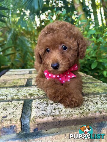 Toy Poodle Girl Pup QLD- True Toy Size Teddy Bear