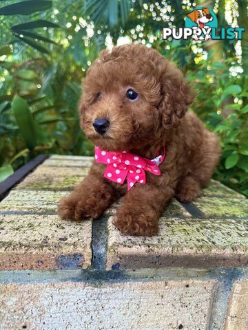 Toy Poodle Girl Pup QLD- True Toy Size Teddy Bear