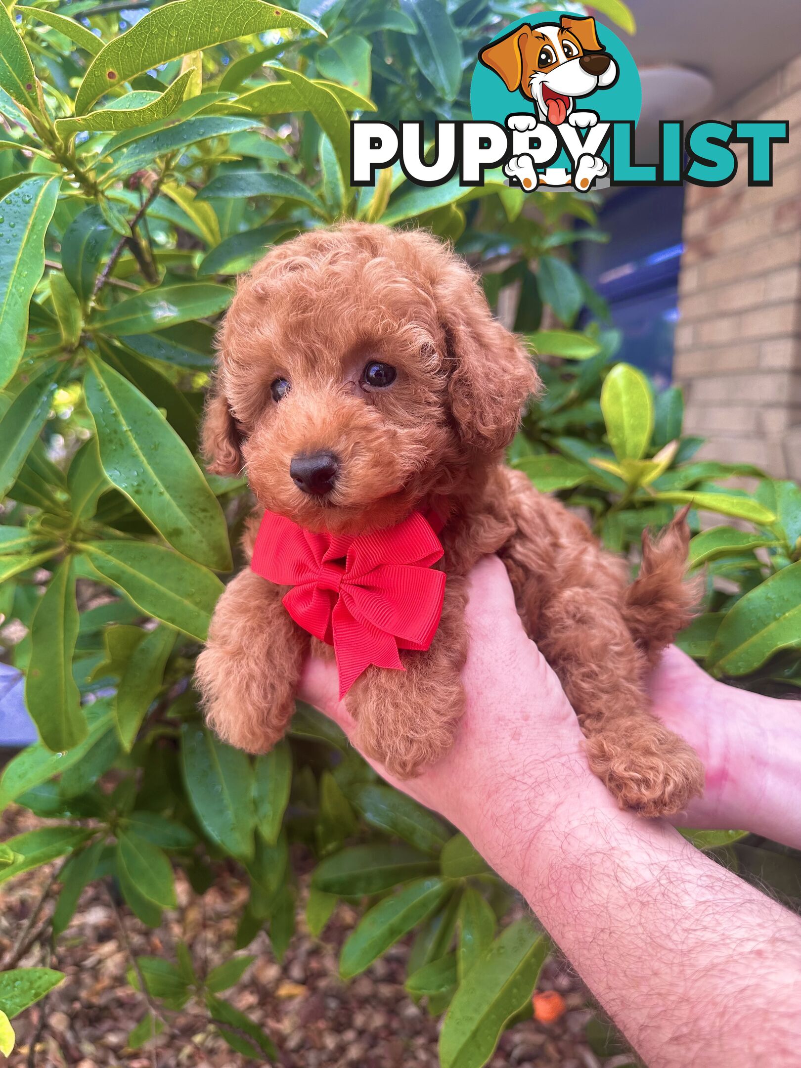 Toy Poodle Pups QLD- True Toy Size Teddy Bears