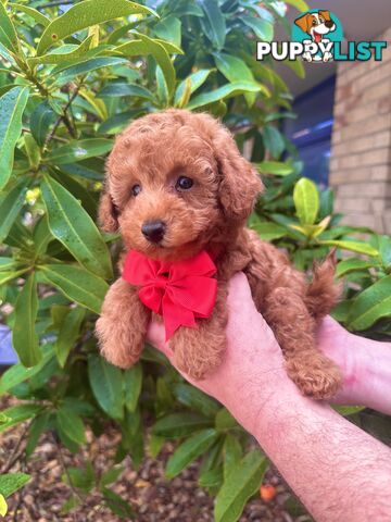 Toy Poodle Pups QLD- True Toy Size Teddy Bears