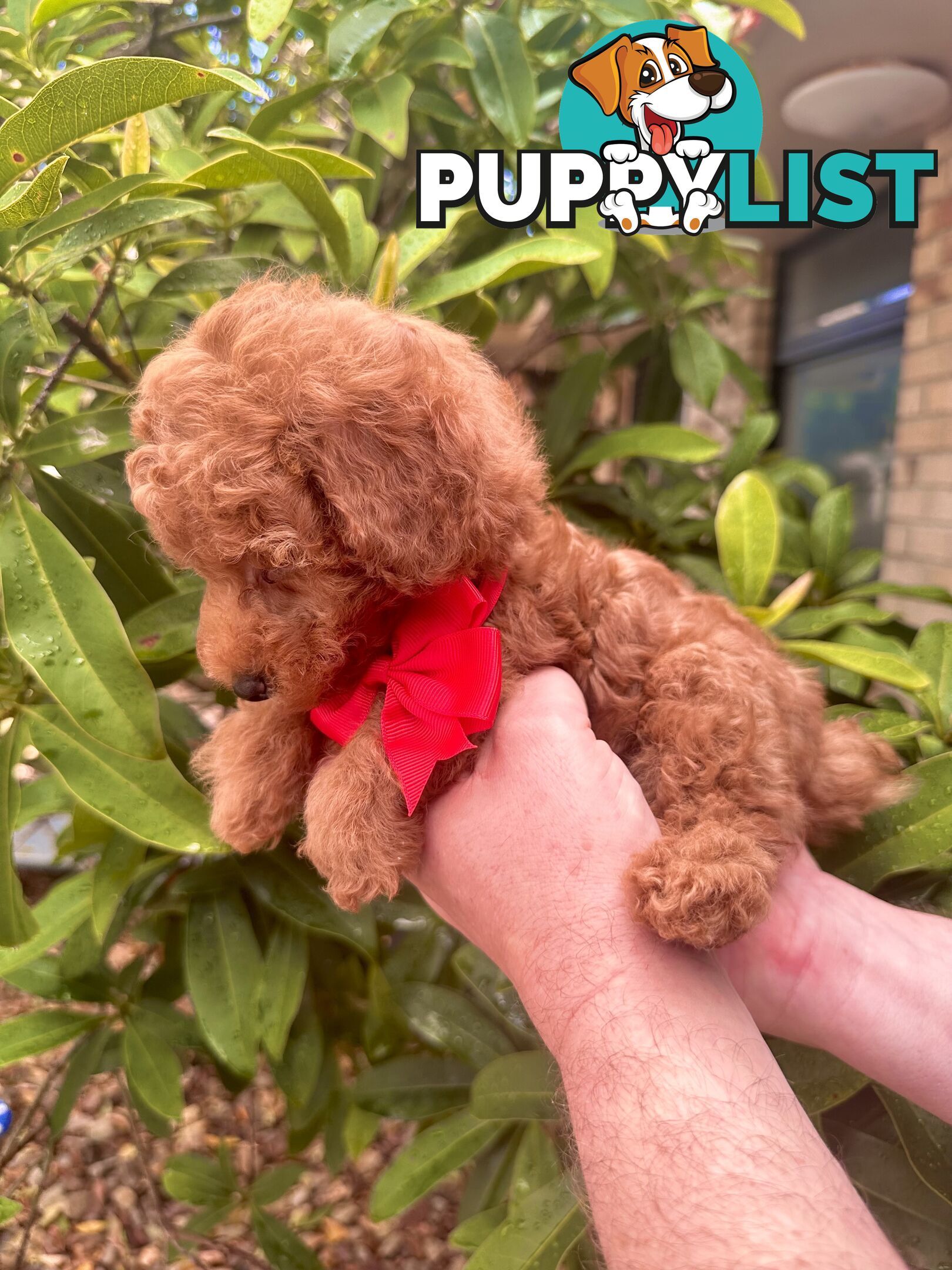 Toy Poodle Pups QLD- True Toy Size Teddy Bears