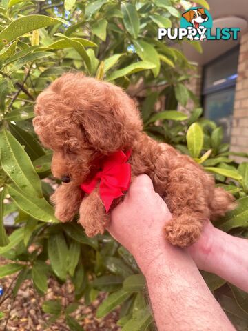 Toy Poodle Pups QLD- True Toy Size Teddy Bears