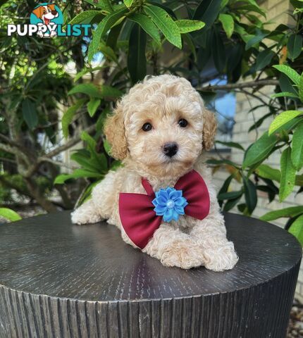 Toy Poodle Boy Pup 💙💙QLD💙💙DNA Clear