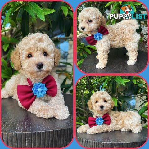 Toy Poodle Pups QLD🩷💙Girl and Boy🩷💙DNA Clear