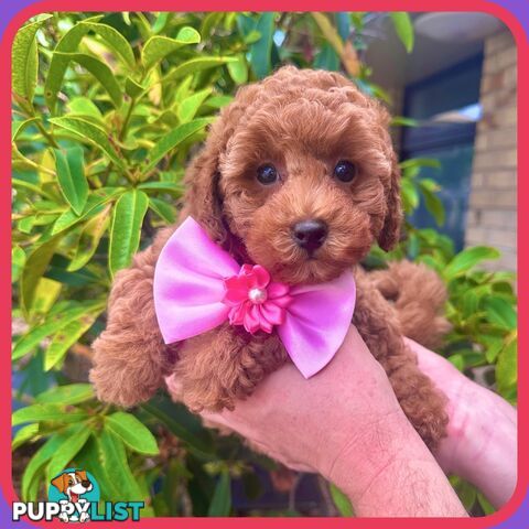 Toy Poodle Girl Pup🩷QLD🩷DNA Clear