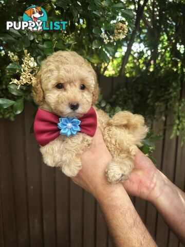 Toy Poodle Pups QLD🩷💙Girl and Boy🩷💙DNA Clear