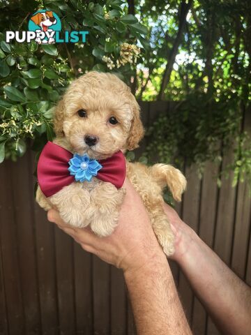 Toy Poodle Pups QLD🩷💙Girl and Boy🩷💙DNA Clear