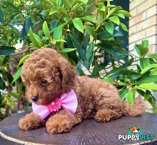 Toy Poodle Pups QLD🩷💙Girl and Boy🩷💙DNA Clear