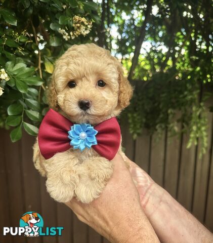 Toy Poodle Pups QLD🩷💙Girl and Boy🩷💙DNA Clear