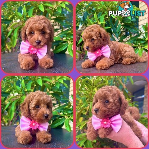 Toy Poodle Girl Pup🩷QLD🩷DNA Clear