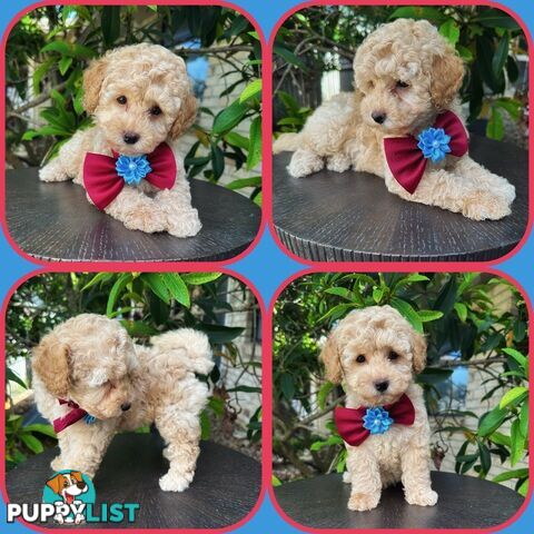 Toy Poodle Pups QLD🩷💙Girl and Boy🩷💙DNA Clear