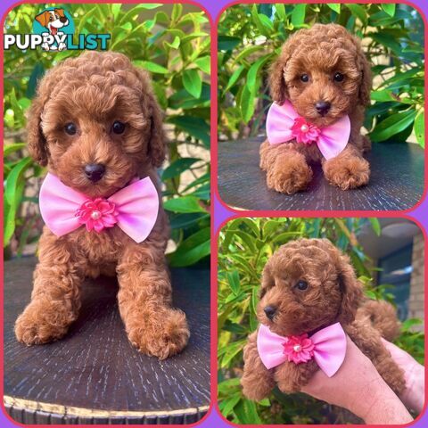 Toy Poodle Pups QLD🩷💙Girl and Boy🩷💙DNA Clear