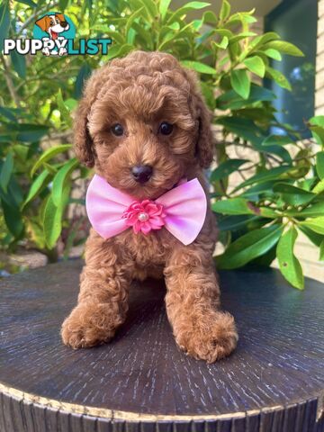 Toy Poodle Pups QLD🩷💙Girl and Boy🩷💙DNA Clear