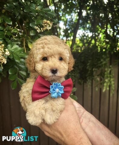 Toy Poodle Pups QLD🩷💙Girl and Boy🩷💙DNA Clear