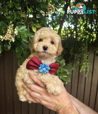 Toy Poodle Pups QLD🩷💙Girl and Boy🩷💙DNA Clear