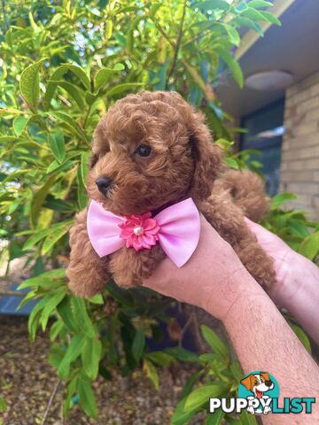 Toy Poodle Pups QLD🩷💙Girl and Boy🩷💙DNA Clear