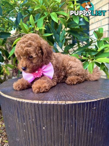 Toy Poodle Pups QLD🩷💙Girl and Boy🩷💙DNA Clear