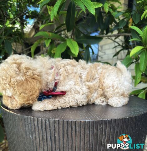 Toy Poodle Boy Pup 💙💙QLD💙💙DNA Clear