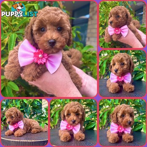 Toy Poodle Pups QLD🩷💙Girl and Boy🩷💙DNA Clear