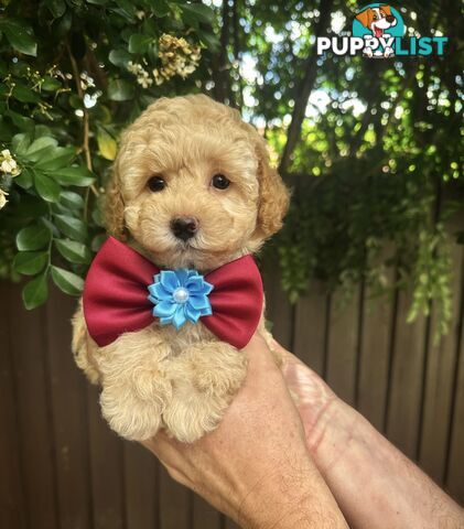 Toy Poodle Pups QLD🩷💙Girl and Boy🩷💙DNA Clear